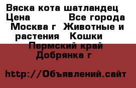 Вяска кота шатландец › Цена ­ 1 000 - Все города, Москва г. Животные и растения » Кошки   . Пермский край,Добрянка г.